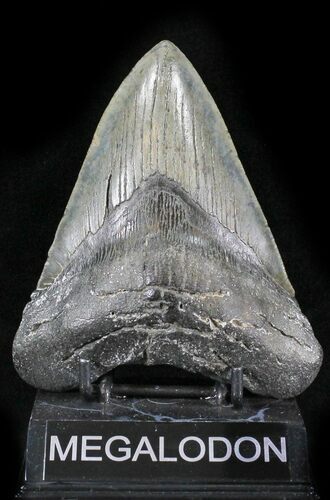 Fossil Megalodon Tooth - South Carolina #24413